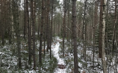 Forest in in Bengtsfors, Sweden by Sophie Cooke