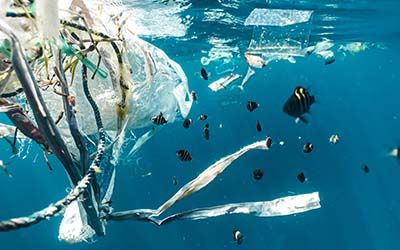 Fish and plastics underwater